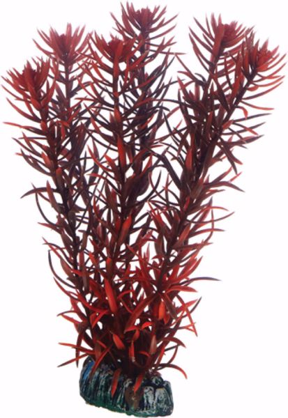 Eusteralis 20 cm.